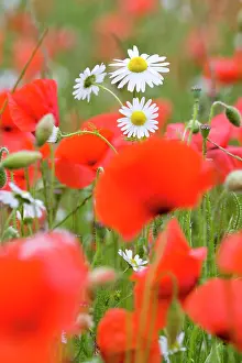 Mayweed: Common Poppy - and Scentless Mayweed