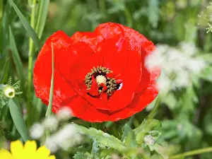 Poppy: Common Poppy - UK