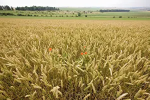 Downs: Common Poppy in Wheat field Berkshire Downs