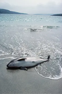 Beached: Common PORPOISE - dead on beach