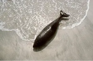 Beached: Common PORPOISE - dead on beach, aerial view