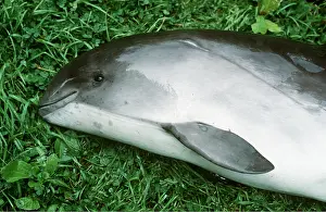 Carcasses: Common PORPOISE - dead. Close-up of head