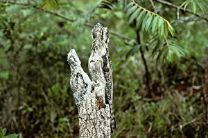 Mimetic: Common Potoo adult and young