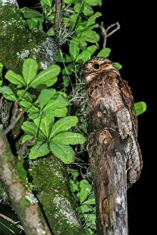 Cali: Common Potoo / Grey Potoo / Lesser Potoo, Cali, Colombia