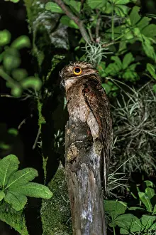 Cali: Common Potoo / Grey Potoo / Lesser Potoo, Cali, Colombia
