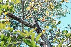 Mimetic: Common Potoo in mimetic position