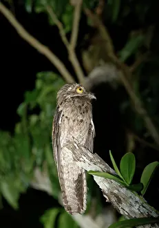 Nyctibius: Common Potoo - In tree