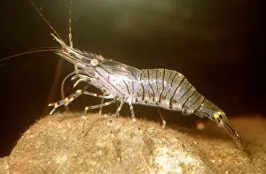 Prawn: COMMON PRAWN - WALKS ON ROCK