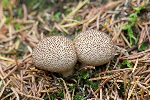 Fungi: Common Puffball