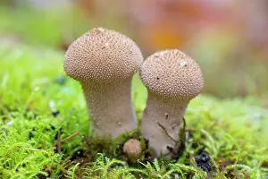 Fungi: Common Puffball