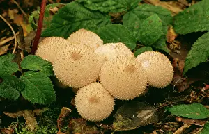 Perlatum: COMMON PUFFBALL FUNGI
