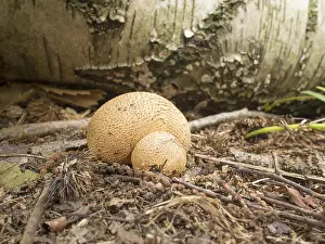 Devils: Common Puffball fungus - Devil's snuff box -
