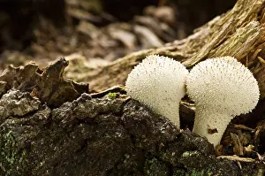 Perlatum: Common Puffball - growing amongst dead wood