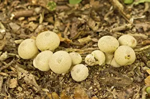 Perlatum: Common Puffball - growing on woodland floor