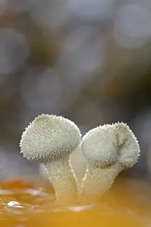 Toadstool: Common Puffball (Lycoperdon perlatum) on the fo