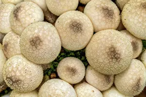Humidity: Common Puffball (Lycoperdon perlatum), France