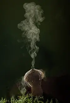 Eukaryotes: Common puffball, Lycoperdon perlatum, producing