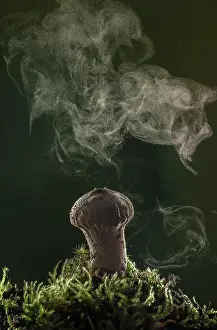 Eukaryotes: Common puffball, Lycoperdon perlatum, producing