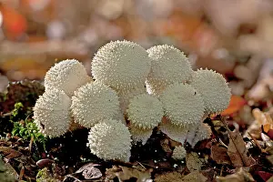 Studded: Common Puffballs - in deep shade