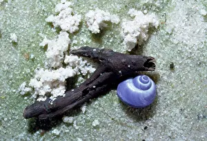 Julie Bruton-seal: common purple Sea Snail - washed up on beach