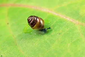 Gastropods: Common Pygmy Snail - 2mm in length
