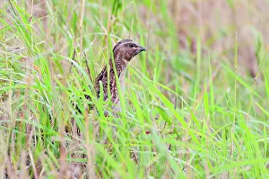 Quail: Common Quail