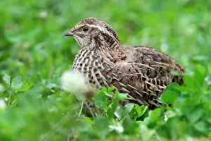 Quail: Common Quail (Coturnix coturnix)