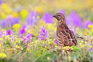 Quail: Common Quail (Coturnix coturnix), adult male standing