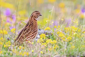 Quail: Common Quail (Coturnix coturnix), adult male standing