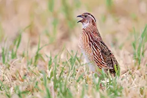 Sing: Common Quail (Coturnix coturnix), side view of an