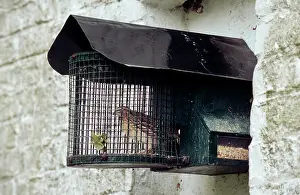 Nestbox: Common Quail in nestbox