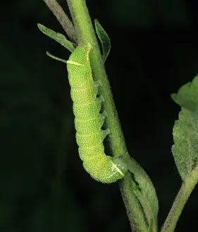Noctuidae: Common quaker moth caterpillar