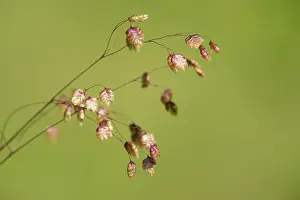 Quaking: Common Quaking Grass