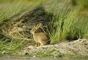 Nervous: Common RABBIT