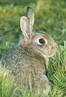 Cuniculus: Common RABBIT