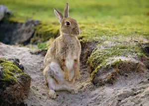 Warren: Common RABBIT - sitting up