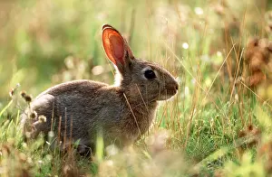 Rabbits: Common RABBIT - in sunlit field