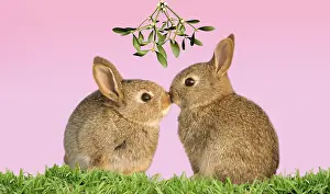 161118: Common Rabbit, young kissing under mistletoe