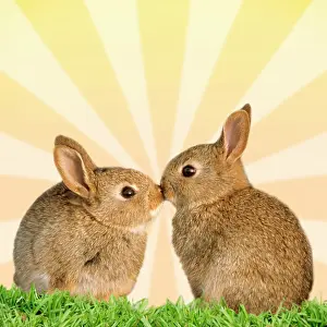 270321: Common Rabbit, two young kissing in front of yellow sunburst