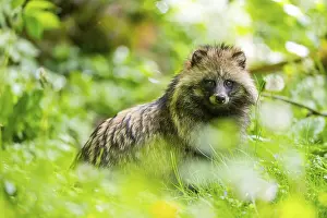 Lights: Common raccoon dog (Nyctereutes procyonoides) sitting in the grass