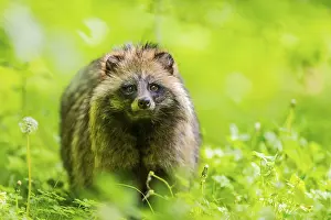 Lights: Common raccoon dog (Nyctereutes procyonoides) standing in the grass