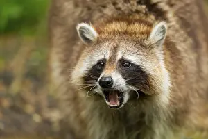 Raccoon: Common raccoon (Procyon lotor)