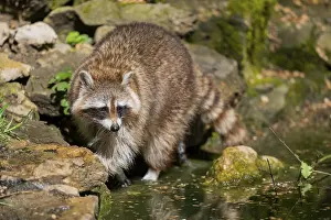 Raccoon: Common raccoon (Procyon lotor) on the edge of a little lake