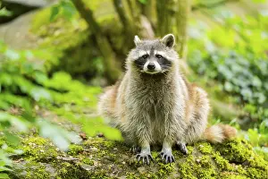 Raccoon: Common raccoon (Procyon lotor) on sitting on a rock