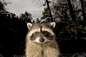 Lotor: Common raccoon, Procyon lotor, Stanley Park