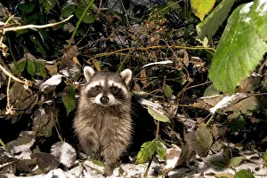 Lotor: Common raccoon, Procyon lotor, Stanley Park