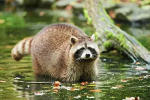 Procyonid: Common raccoon (Procyon lotor) in the water, Bavaria