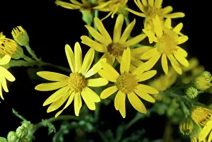 Senecio: Common Ragwort