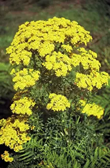 Senecio: Common Ragwort