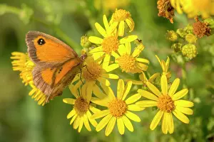 Extracting: Common Ragwort